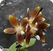 Phal. tetraspis Olive Brown
